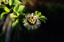Close-up;-Comoros-Archipelago;-Flower;-Foliage;-France;-Indian-Ocean;-Kaleidos;-Kaleidos-images;-La-parole-à-limage;-Laurent-Abad;-Mayotte;-Nature;-Passiflora;-Passion-flower;-Stories-Pictures